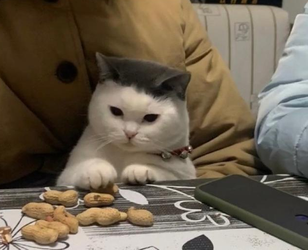 主人把猫咪抱怀里猫咪趁主人不注意小爪爪偷了一颗花生