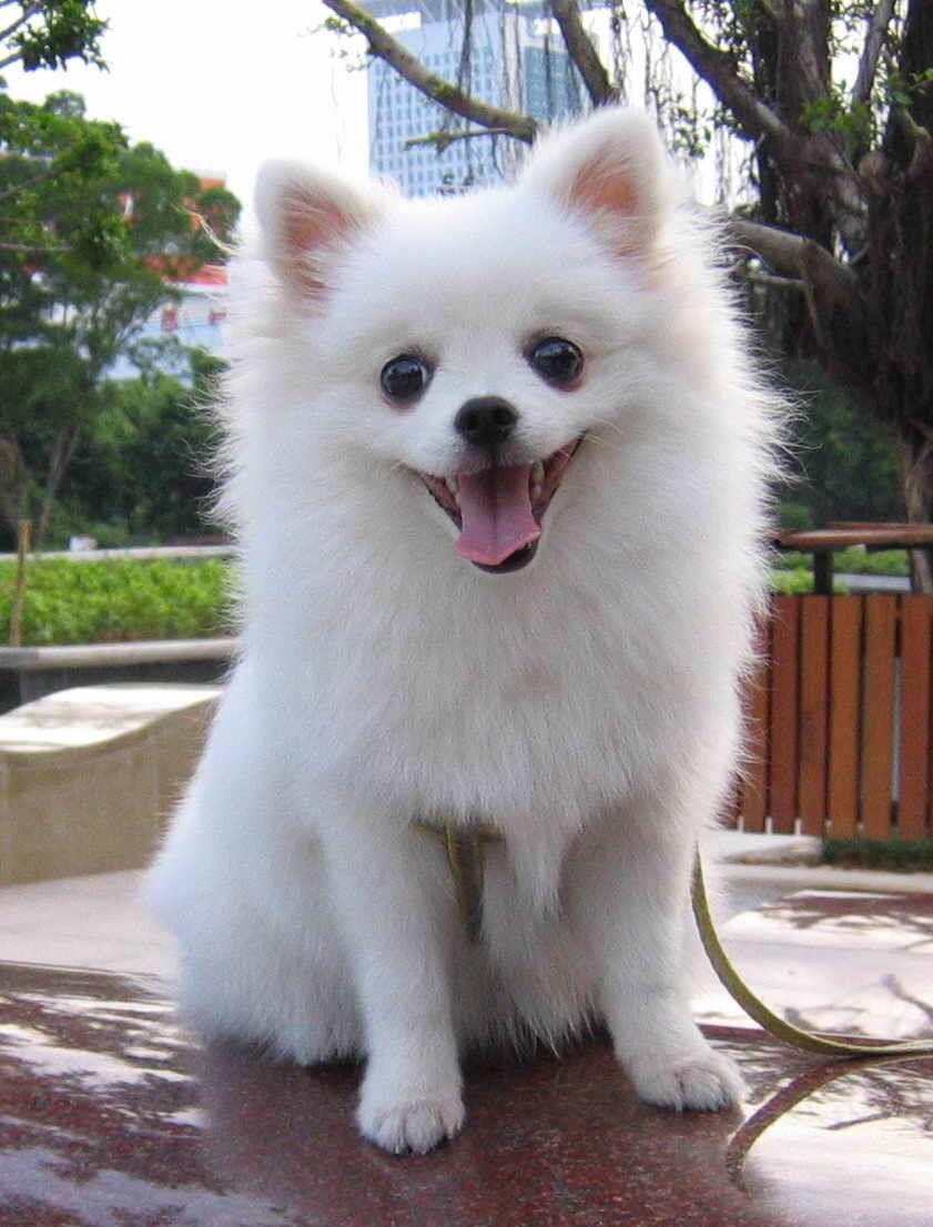 博美犬很长寿 但仍有这5个缺点 养大它们不容易 财经头条
