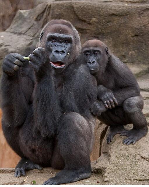 英国惊见180公分双脚行走金刚猩猩回眸一笑瞬间成网红