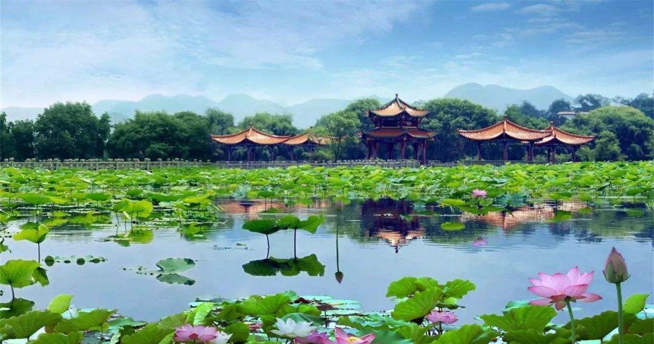 而且景区内的环境非常美,绿树成荫,总面积53000平方米的大型荷花池.