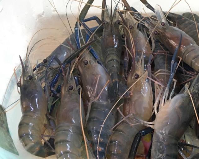 湄公河大虾泛滥成灾,体积非常大,为什么中国吃货不吃?