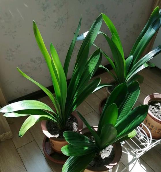 君子兰想要叶片长得厚实油亮,只需用点"长叶肥"就足够!