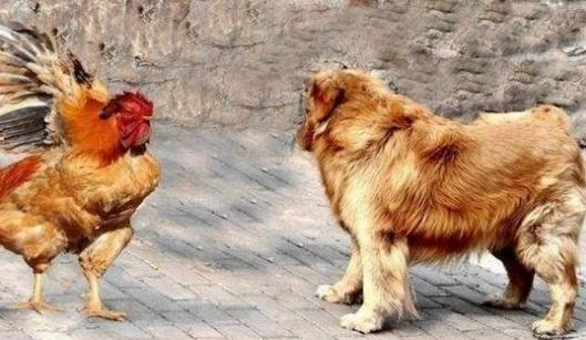 俗语树怕三摇女怕三撩鸡怕撵狗怕舔什么意思有道理吗