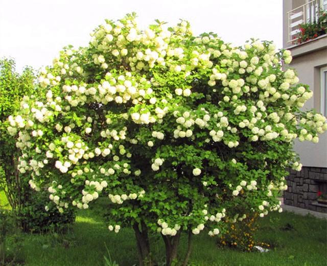 长成大树的绣球花好看又好养零下30度冻不死种庭院超棒