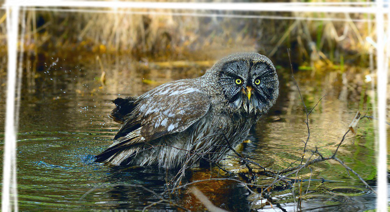 野生生物乌林鸮图片桌面壁纸