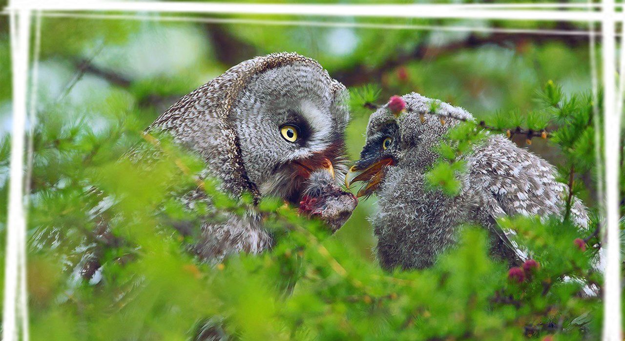 野生生物乌林鸮图片桌面壁纸