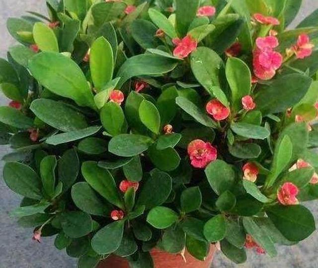 这11种盆栽植物特耐旱,2个月不浇水都没事,好看还好养活!