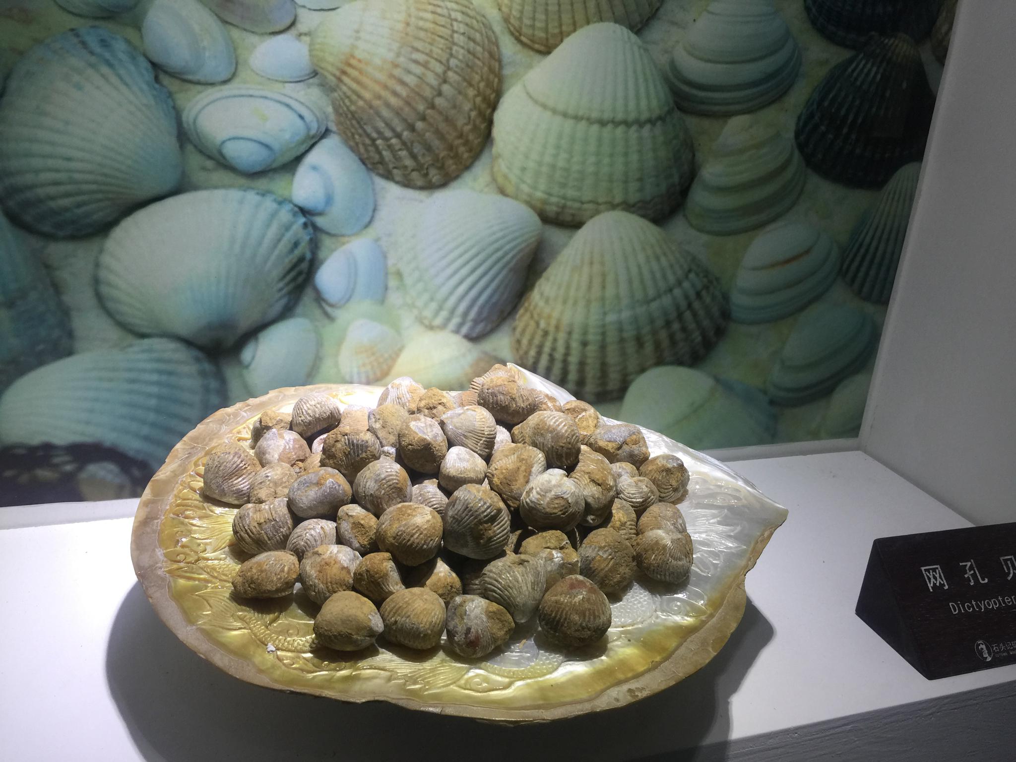 千奇百怪的石头,其中有井冈山鱼化石,货币虫化石,非洲椰果化石..._新浪新闻