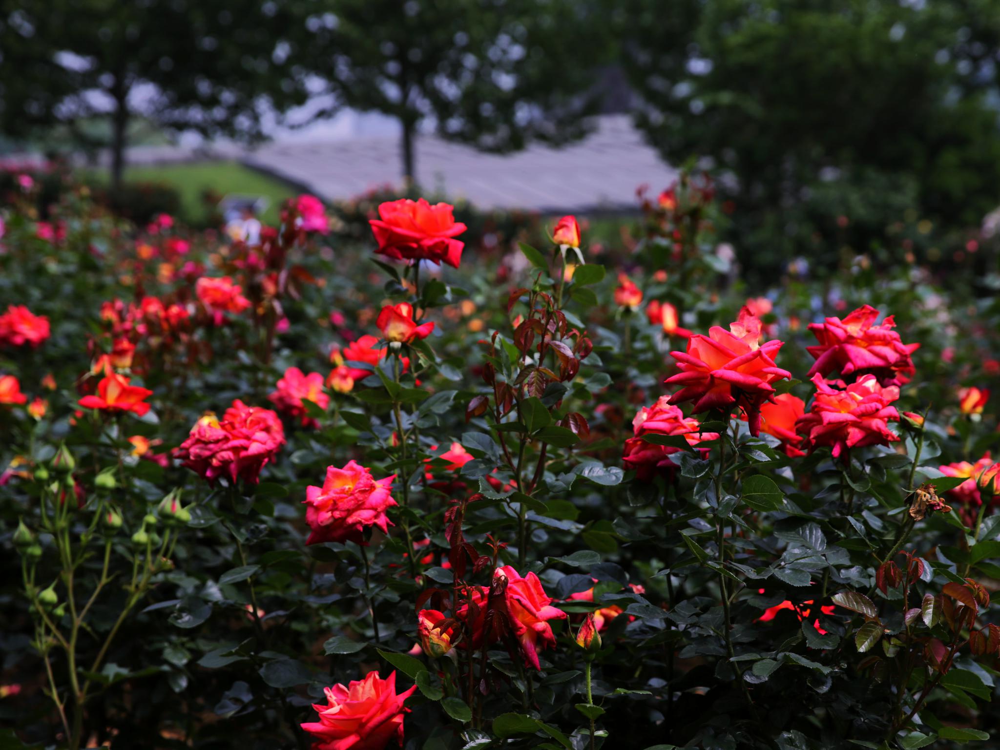 满园月季庆五一浪漫紫荆幸福城