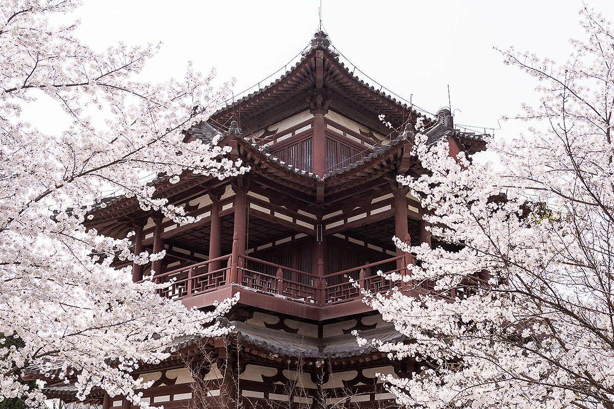 西安青龙寺早樱盛开如漫天云霞最佳赏樱期虽未到但已游人如织