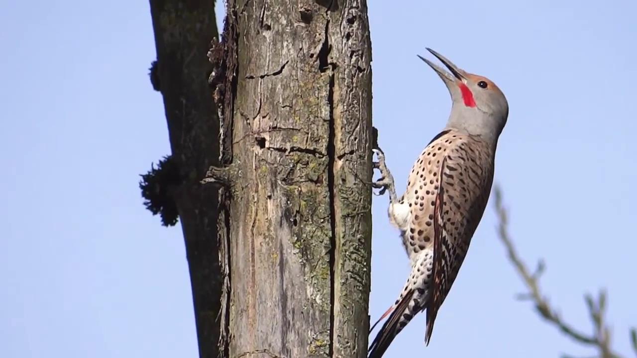 啄木鸟到底算是益鸟还是害鸟?