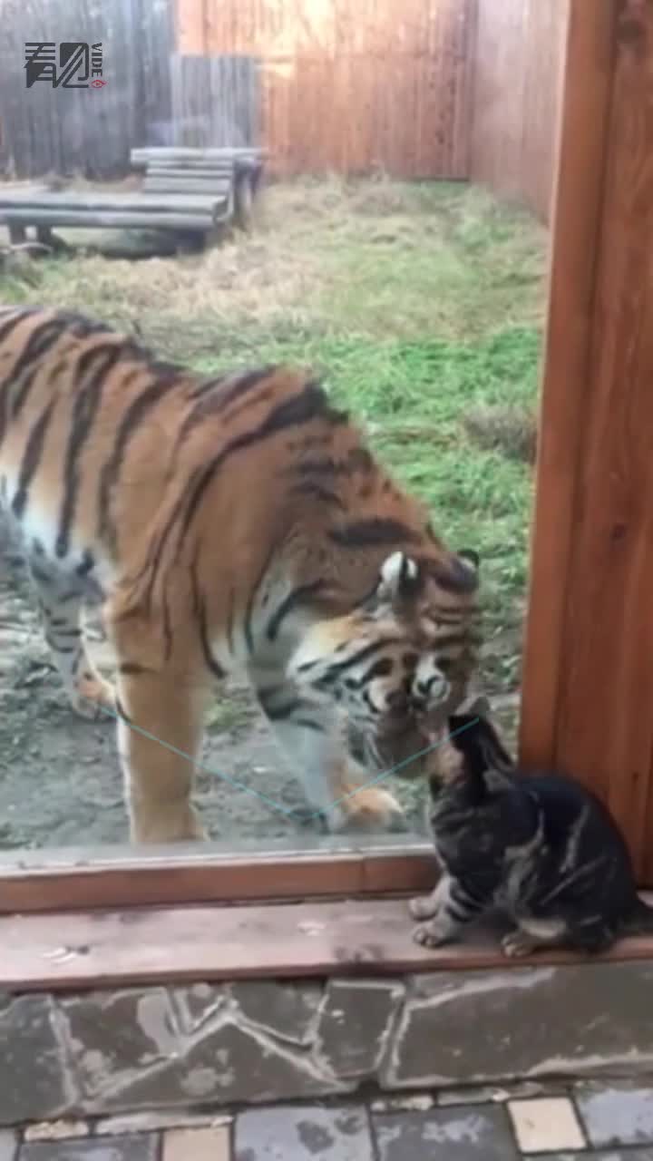 猫咪与老虎在动物园相遇 接下来老虎的反应让人意外