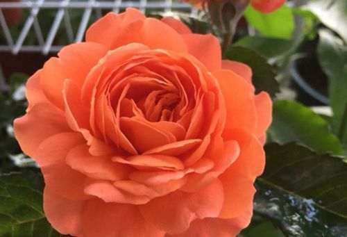 "高端月季"土星王阳台,丰腴婀娜,美丽怡人,堪称是养花首选