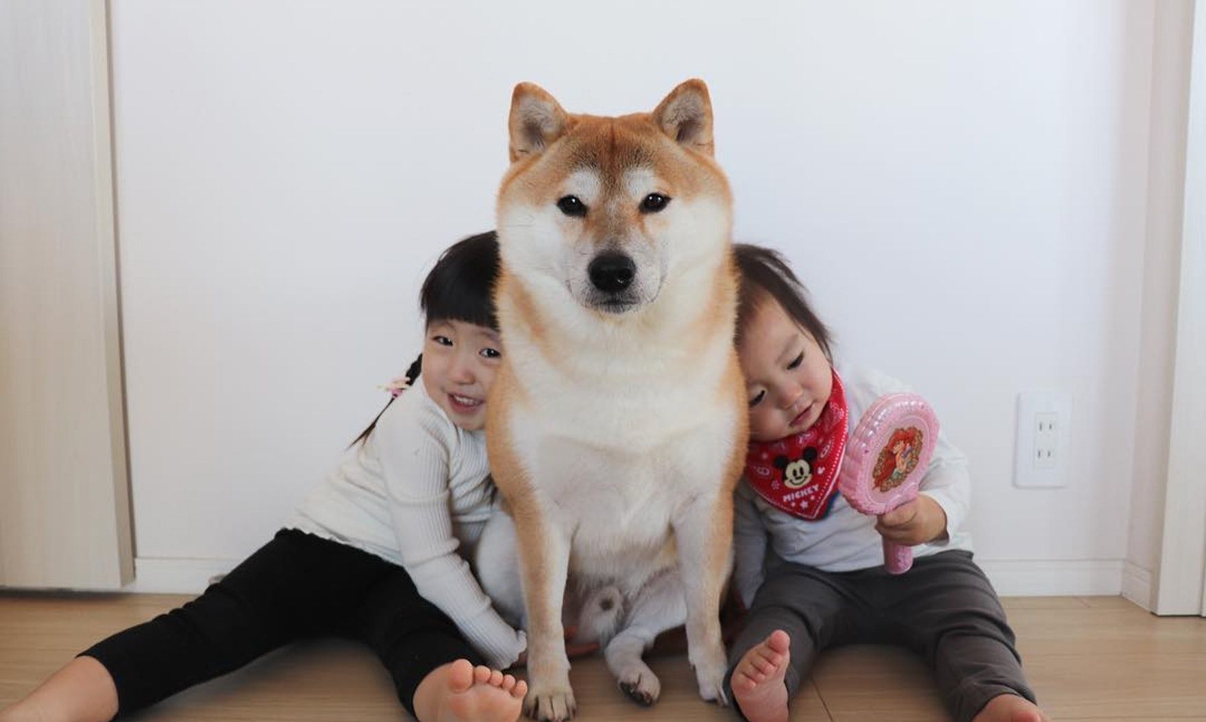 柴犬和萌娃兄妹的成长日记——我们的大哥是柴犬