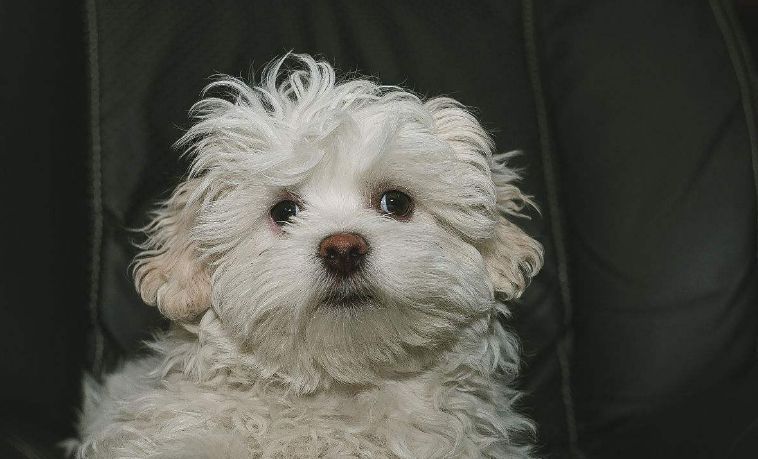 宠物狗哈瓦那犬是人类忠诚的伙伴调皮可爱毛茸茸的招人喜爱