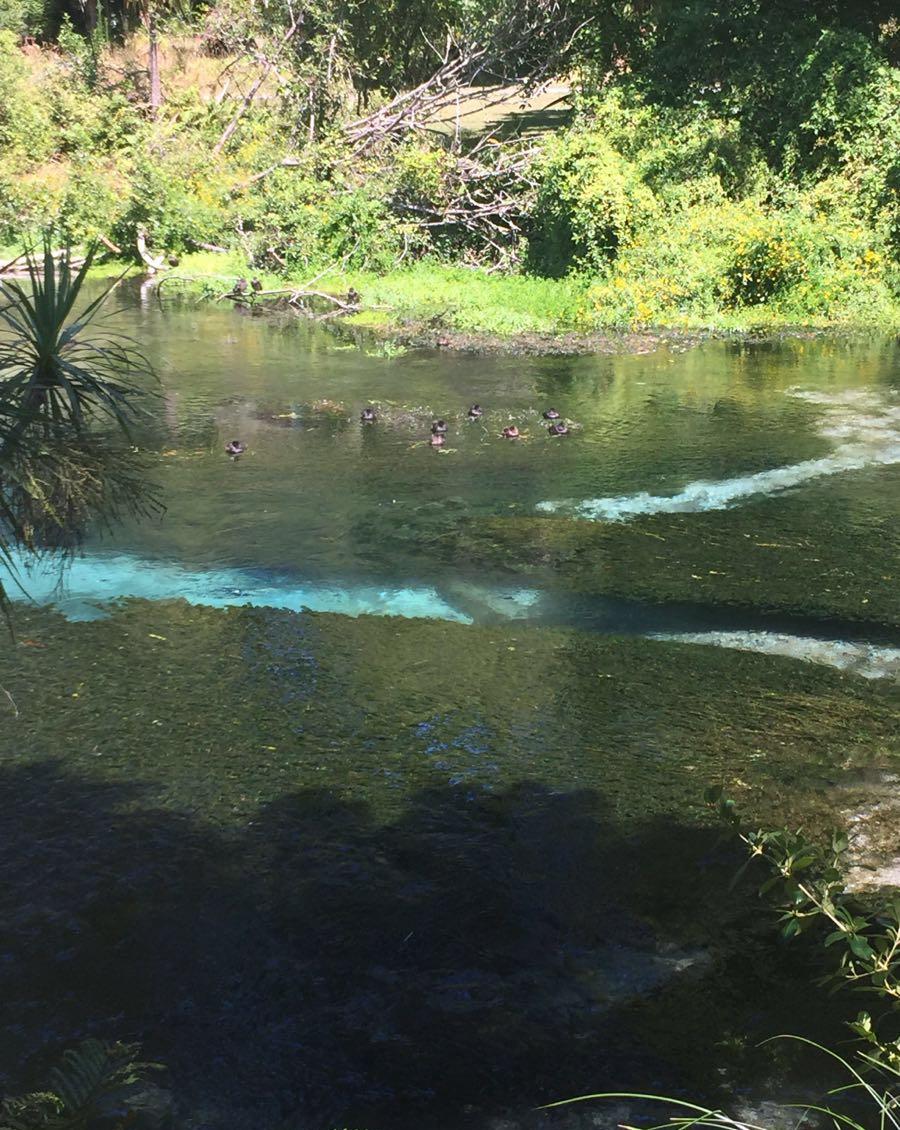 游览 新西兰 罗托鲁瓦 哈姆拉娜冷泉