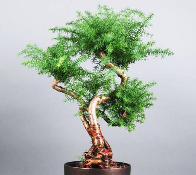 异叶南洋杉其根系发达,苍古多姿造型时应给于突出