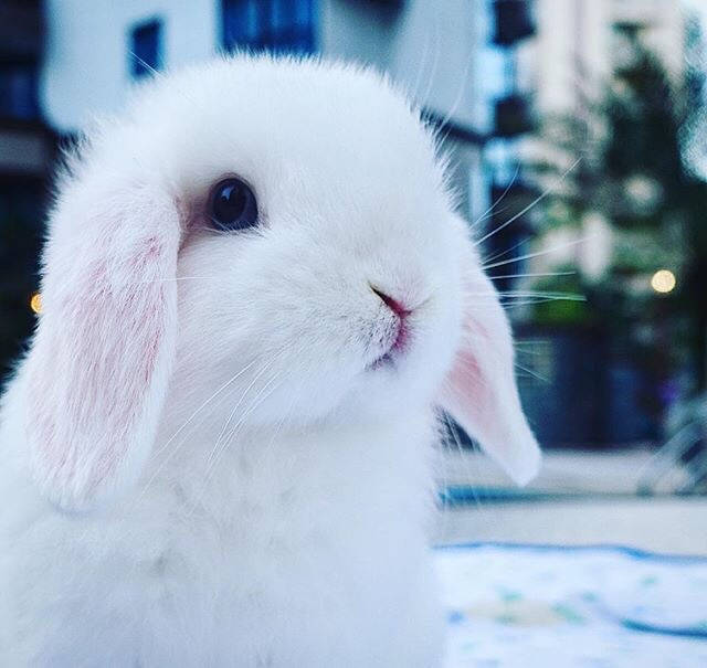 小青蛙手指游戏