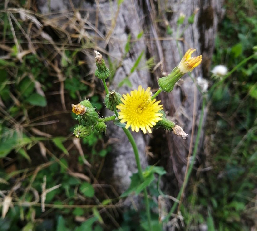 苦菜花开 美图集锦 旅行随拍 苦菜花开 美图集锦 旅行随拍