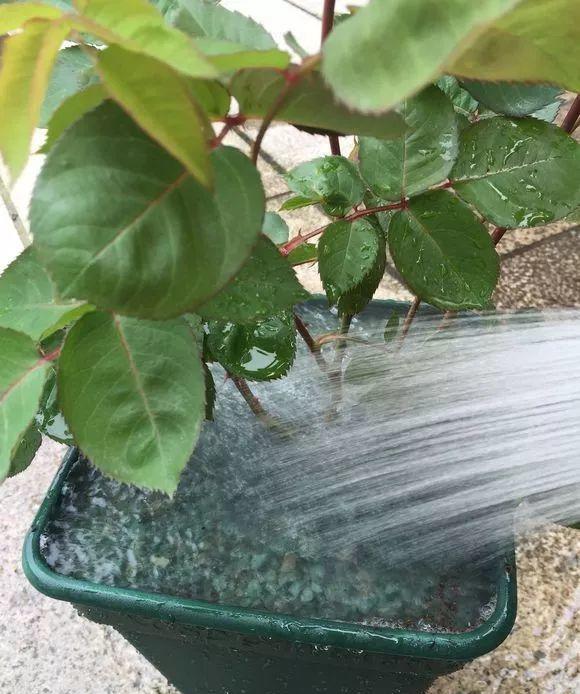 淘米水能浇花吗切记不能乱浇一不小心就浇死土都臭了