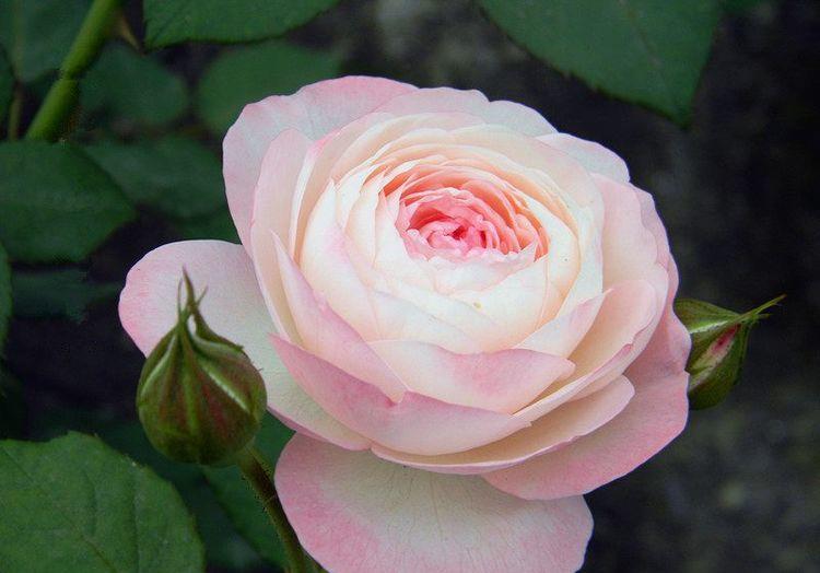 喜欢赏花,就养盆"高档玫瑰"假日公主,花开金光四射,高贵典雅