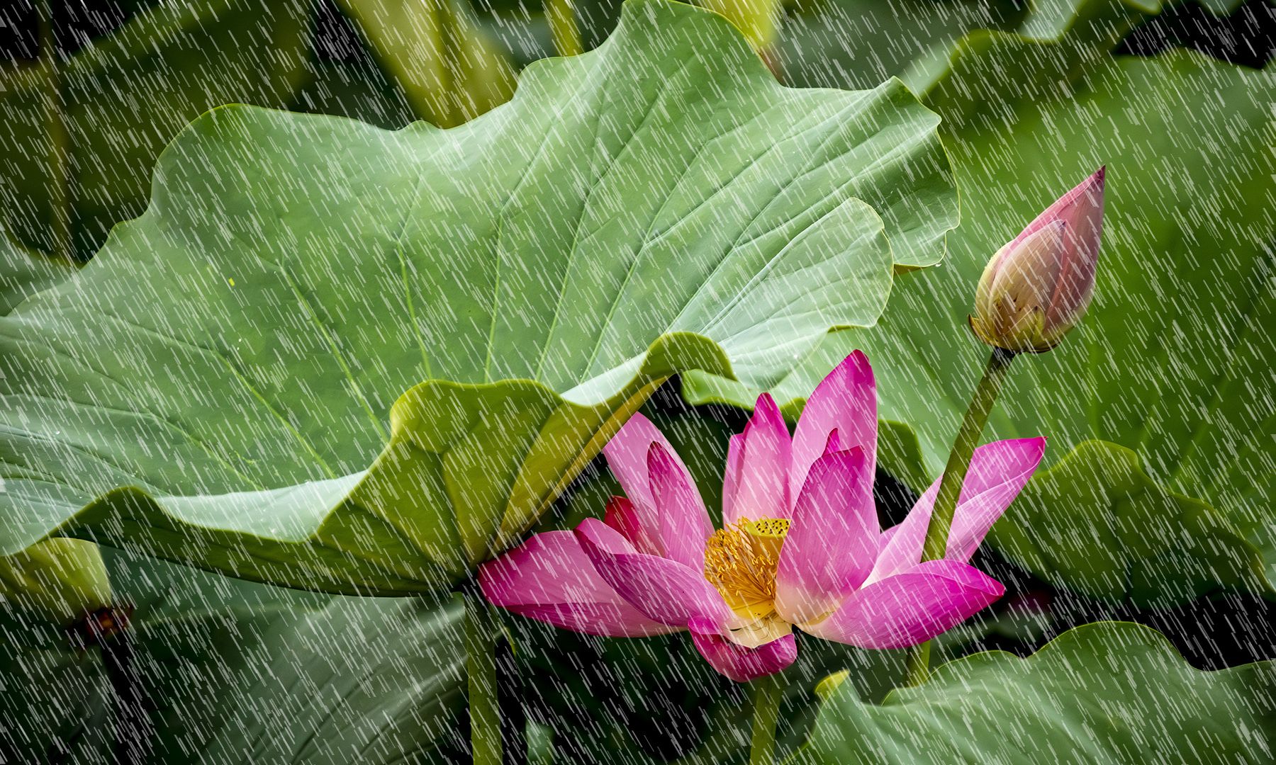 【雨后荷花（拍摄于2021.6.17日河北广平）摄影图片】生态摄影_太平洋电脑网摄影部落