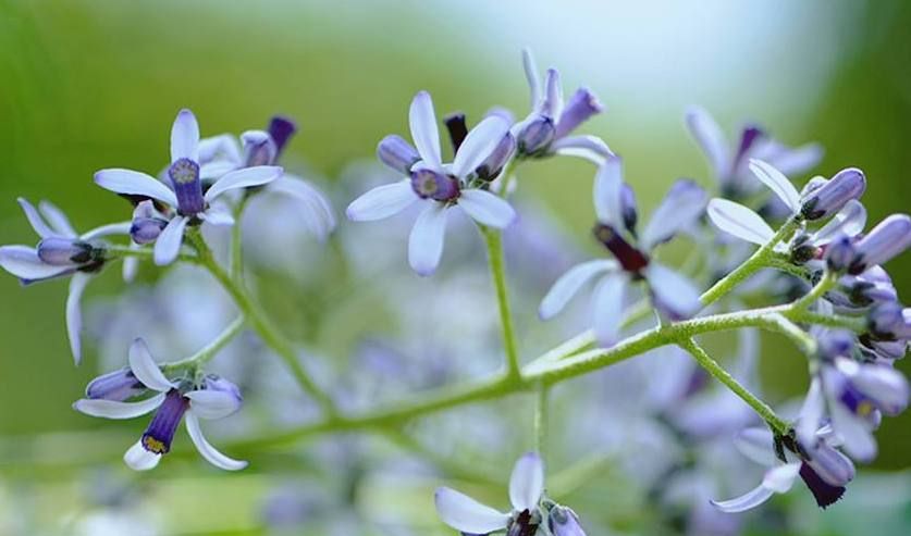楝花苦楝的简单介绍