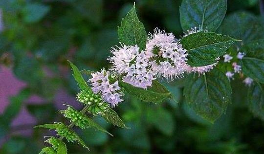夏末养盆 薄荷 在家 不仅叶子绿油油 会开花 花语还很好
