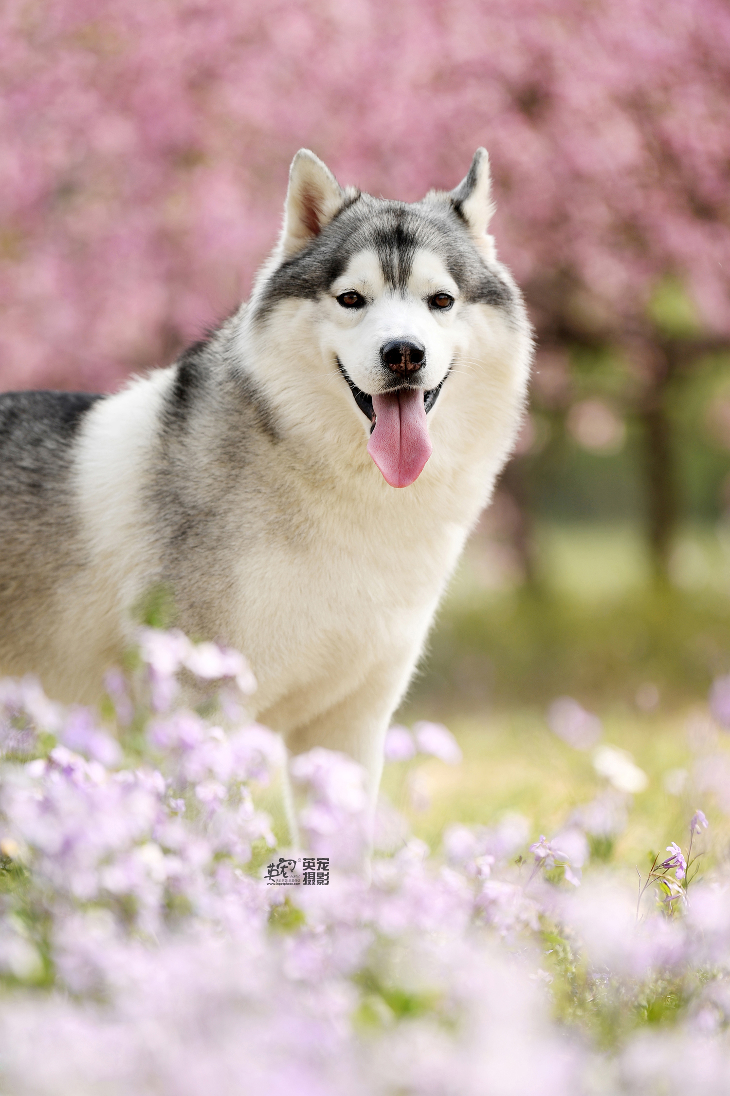 哈士奇和花也很相配哦