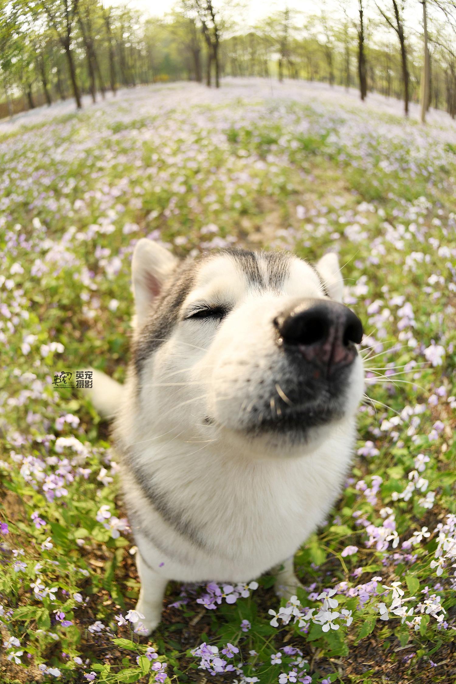 哈士奇和花也很相配哦