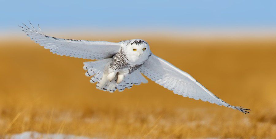 2/ 6雪鸮被誉为是一种有魔法的猫头鹰,是世界上体积最大的猫头鹰之一