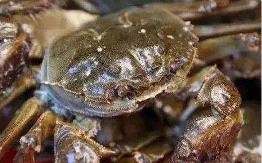 买螃蟹时只要捏捏它就能挑出黄多肉肥的母螃蟹买不亏