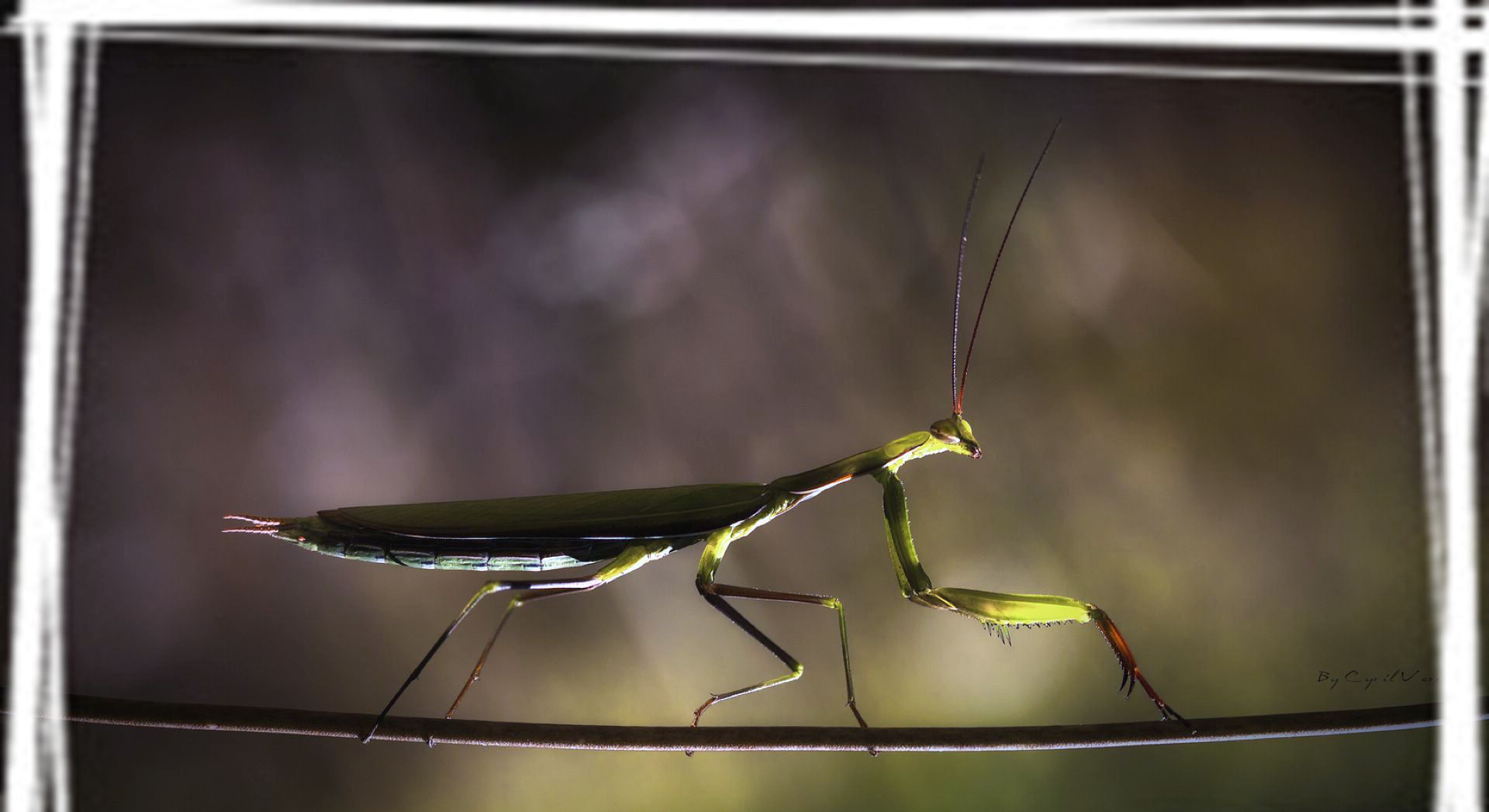 螳螂的高清桌面壁纸图片
