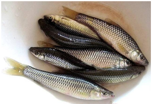 农村娃经常捉的3种小河鱼,现在城市里买不到,每一种油炸后贼香