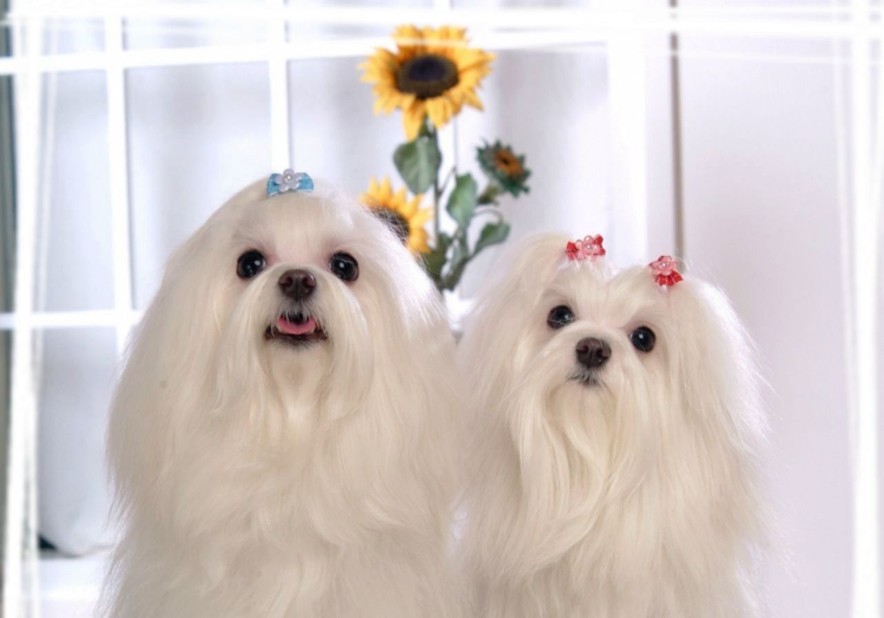雪白可爱的马尔济斯犬桌面壁纸_高清图集_新浪网