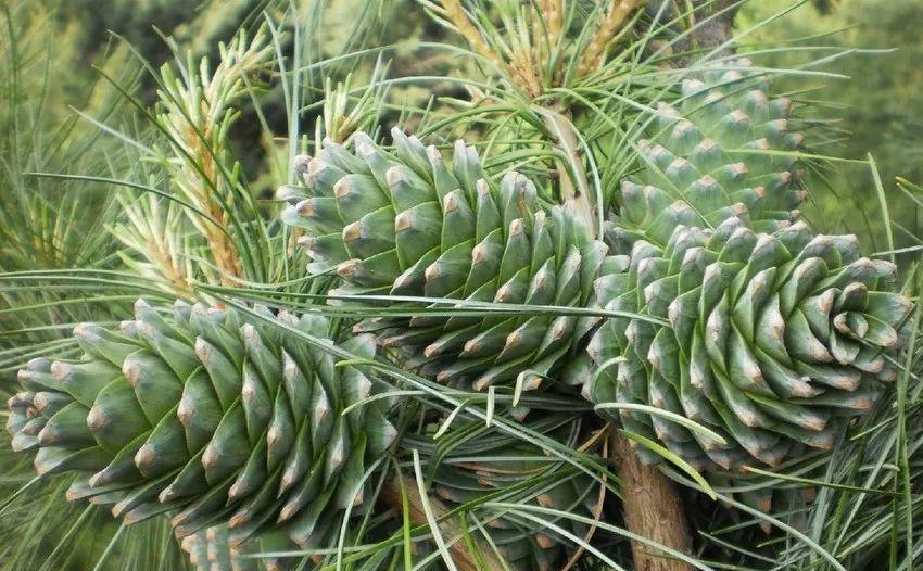 人人都爱吃的松子,长在"松果"里,采摘非常辛苦,只有东北才有