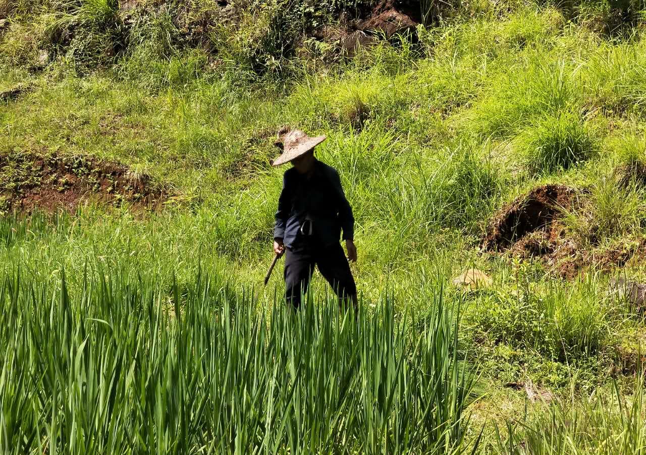 一对70多岁的苗族阿公阿婆,在山上过着自给自足的生活