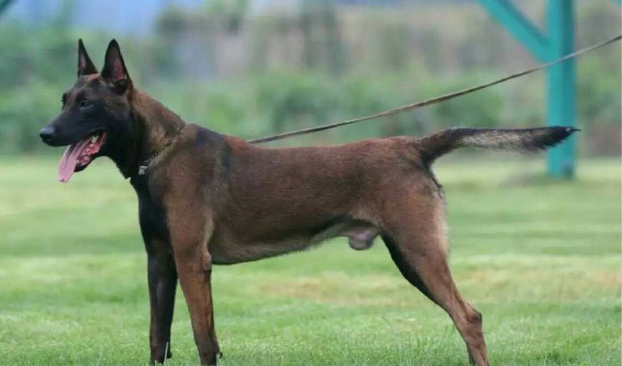 全世界最好看的6种狼犬,哈士奇,德牧上榜,看看你家狗狗上榜没