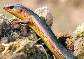 农村有种叫"狗婆蛇"的小动物,它生有四只脚,算是蛇吗?