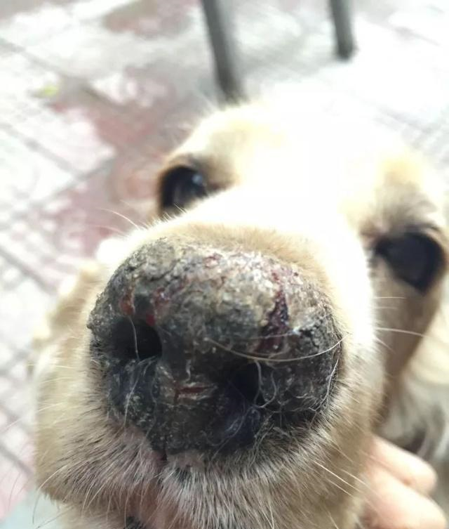 狗鼻子干裂图片