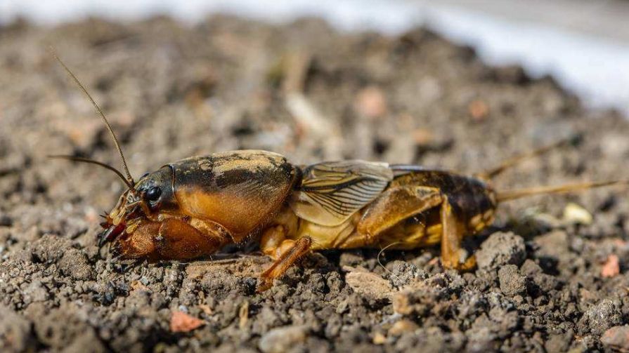 这野味会飞会钻地,油炸堪称"一绝"跑进家门不能打!