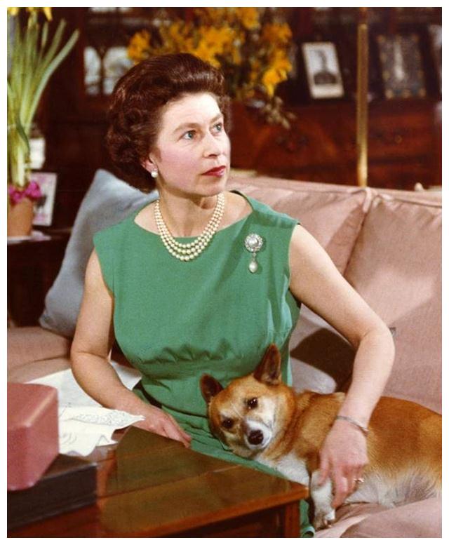 铲屎官的痛!92岁英国女王伊丽莎白二世,失去最后一只柯基犬