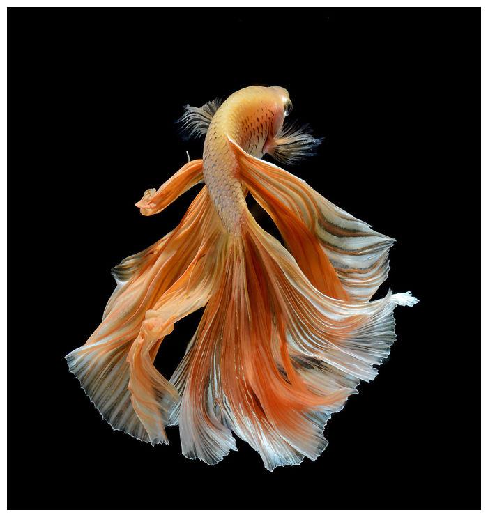 刷新大家对斗鱼的印象泰摄影师用20年拍出超华丽鱼写真