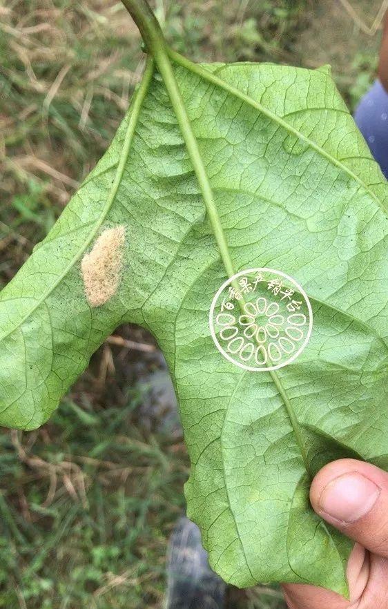 百香果斜纹夜蛾防治方法