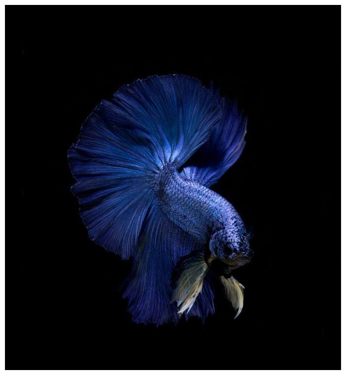 刷新大家对斗鱼的印象泰摄影师用20年拍出超华丽鱼写真