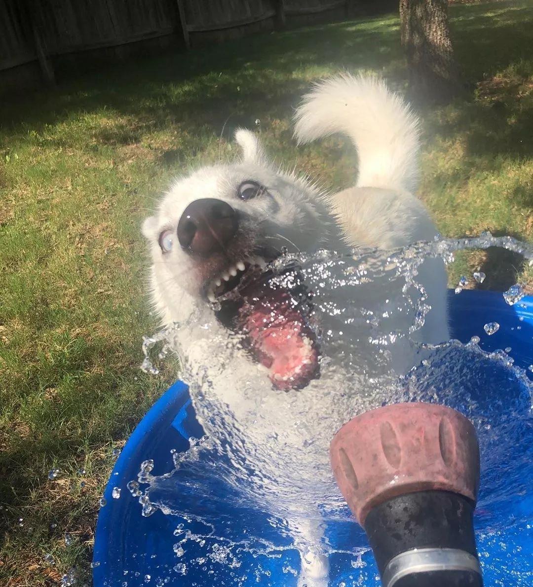 主人给二哈洗澡,二哈秒变表情包,真是一条傻狗啊|主人|表情包|哈士奇