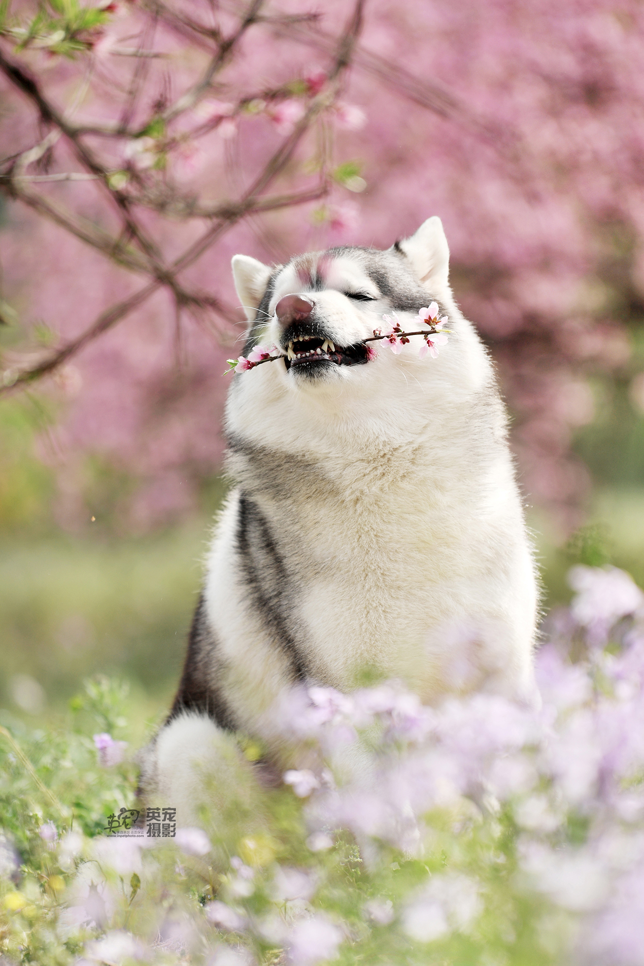 哈士奇和花也很相配哦