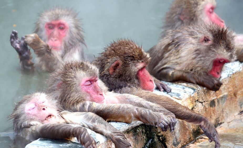 这组图片让你围观,动物泡温泉的销魂表情