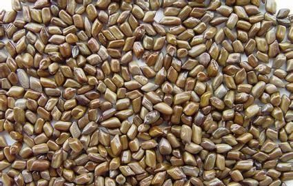 这种植物被称为假绿豆营养却高于绿豆在农村却烂大街