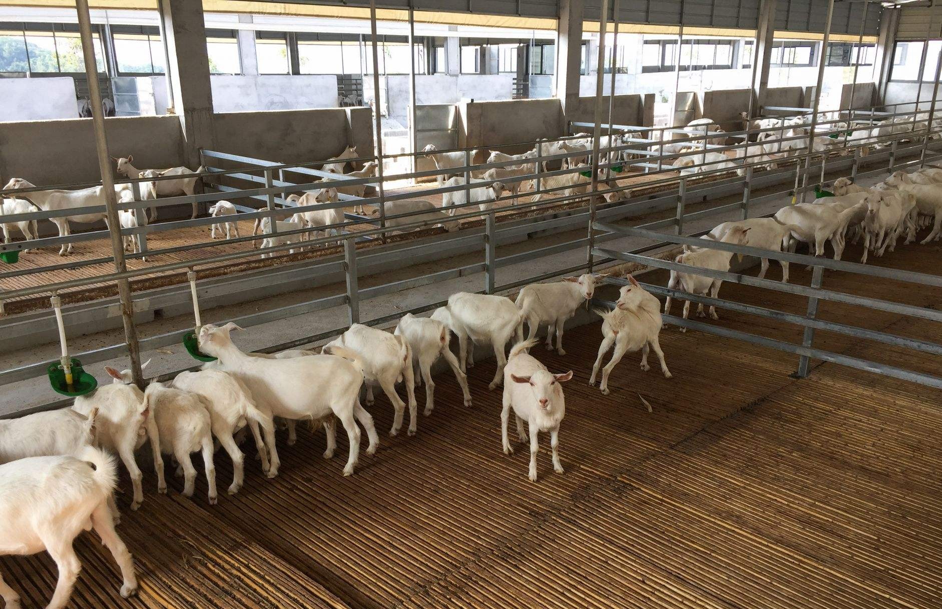 养羊是一个不错的养殖项目,注意以下4点,新手养羊也能成功!